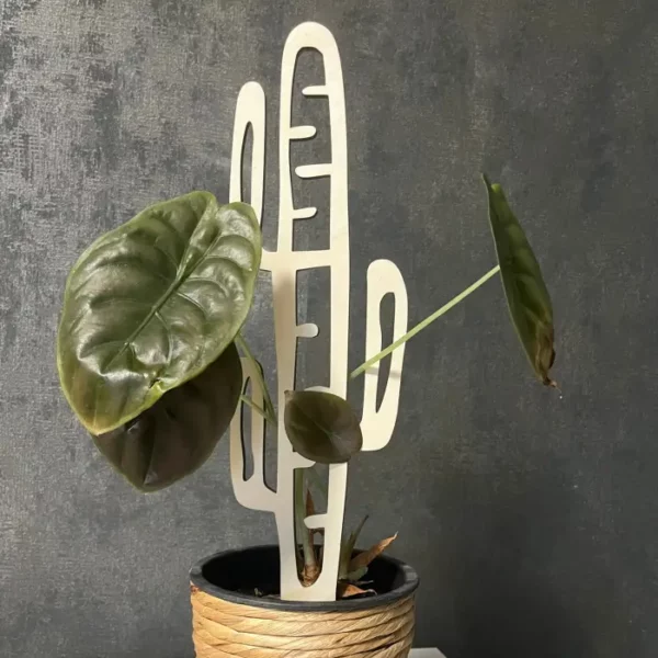 dřevěná opora pro rostliny - Kaktus