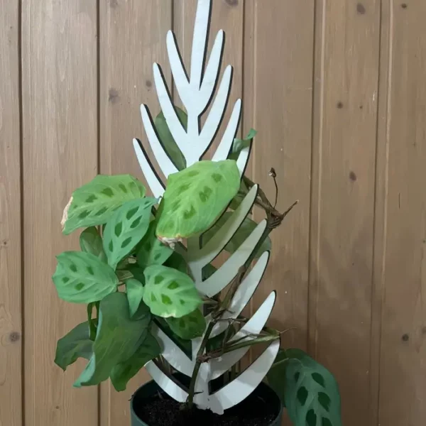 dřevěná opora pro rostliny - Kapradina2